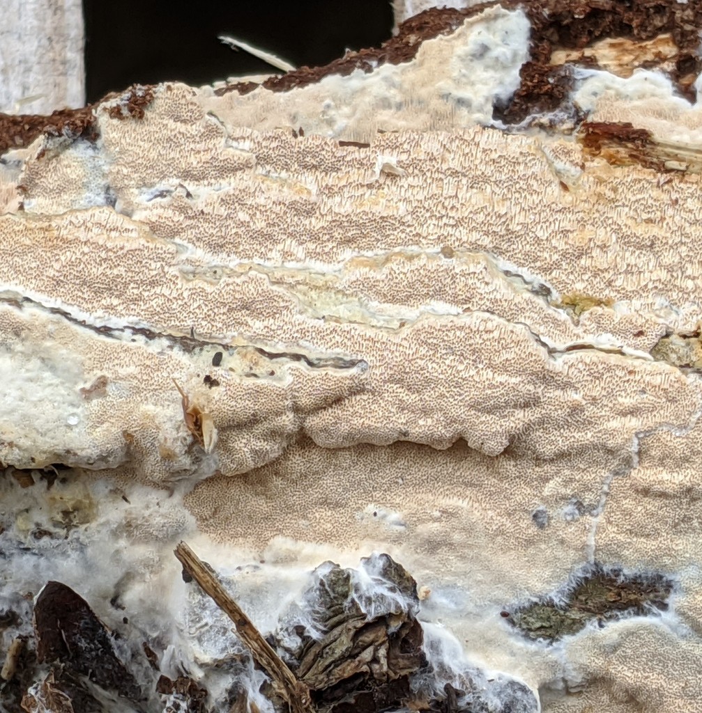 Cériporiopsis blanche (Ceriporiopsis mucida)