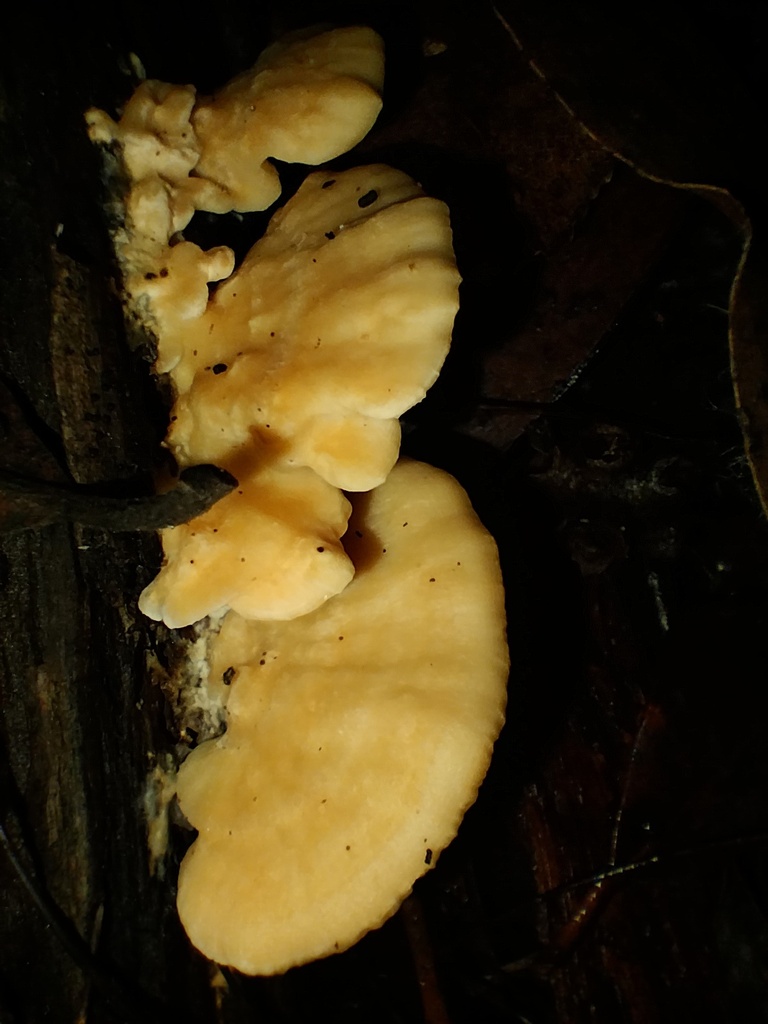 Cerrena zonata (Cerrena zonata)