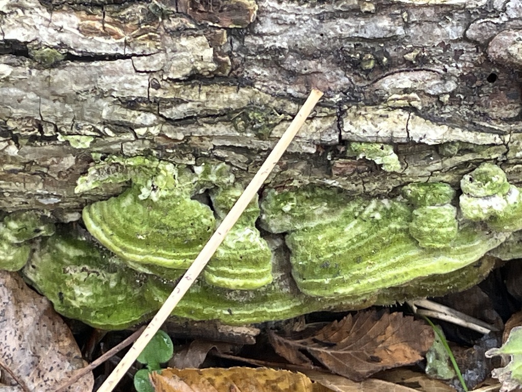 Cerrène unicolore (Cerrena unicolor)
