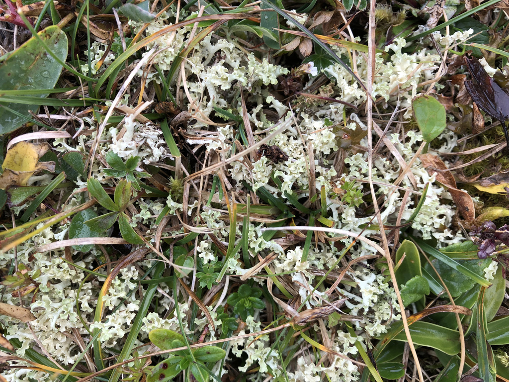 Cétraire à capuchons (Flavocetraria cucullata)