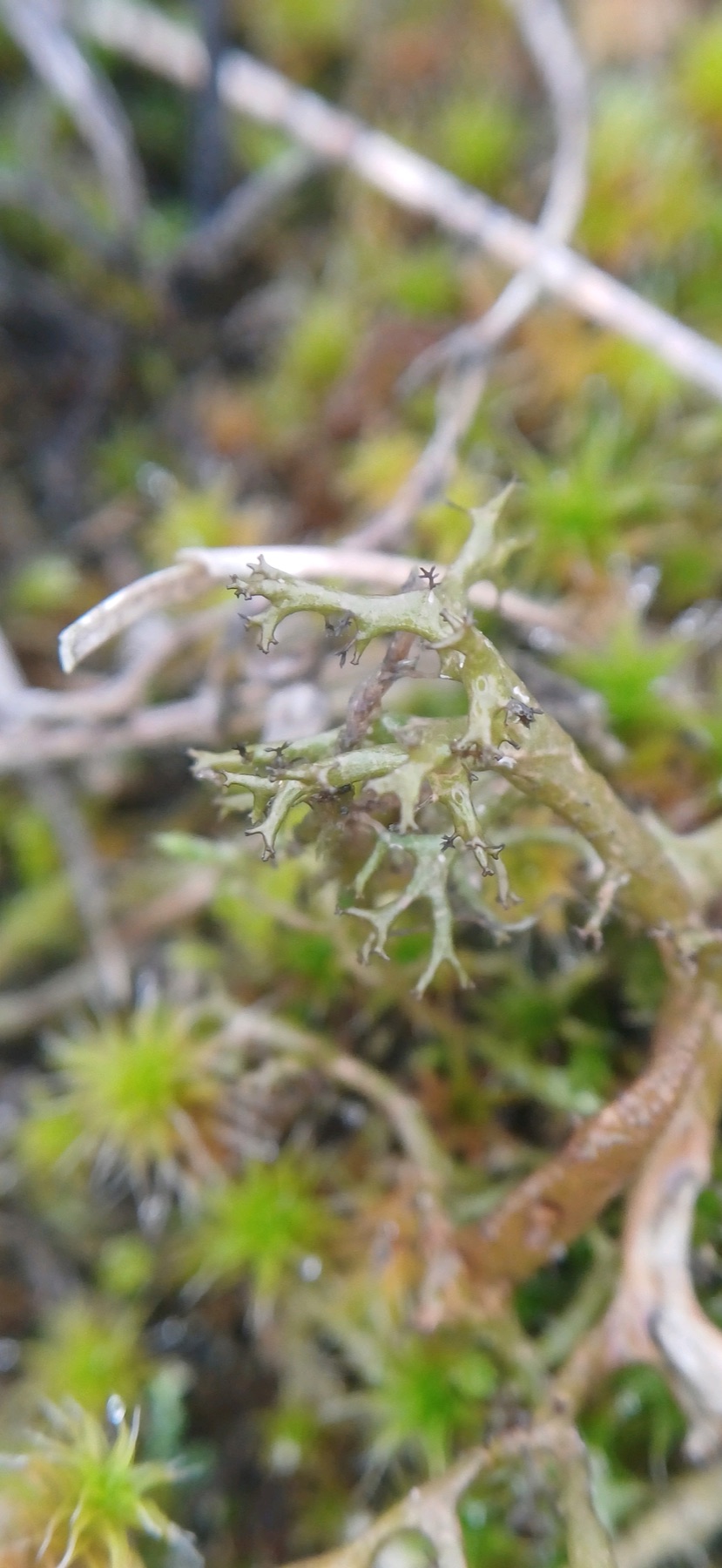 Cétraire épineuse (Cetraria aculeata)