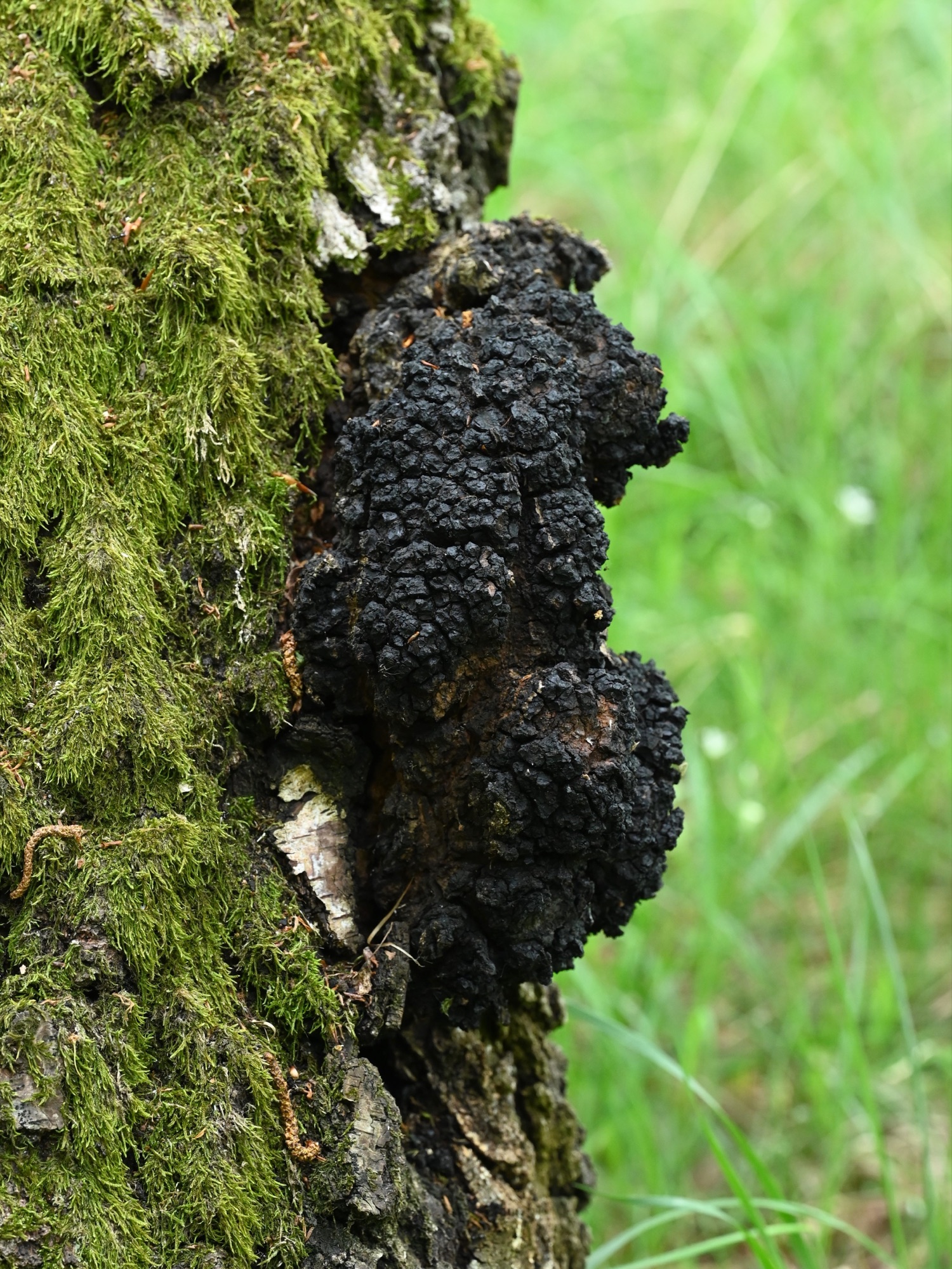 Chaga (Inonotus obliquus)