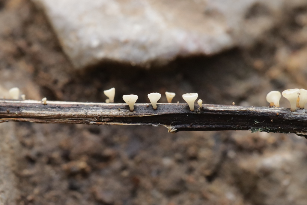 Chalarose du frêne (Hymenoscyphus fraxineus)