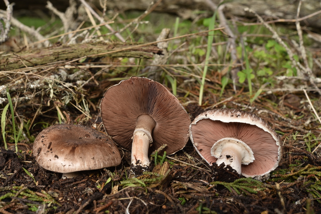 Champignon de Paris (Agaricus bisporus)