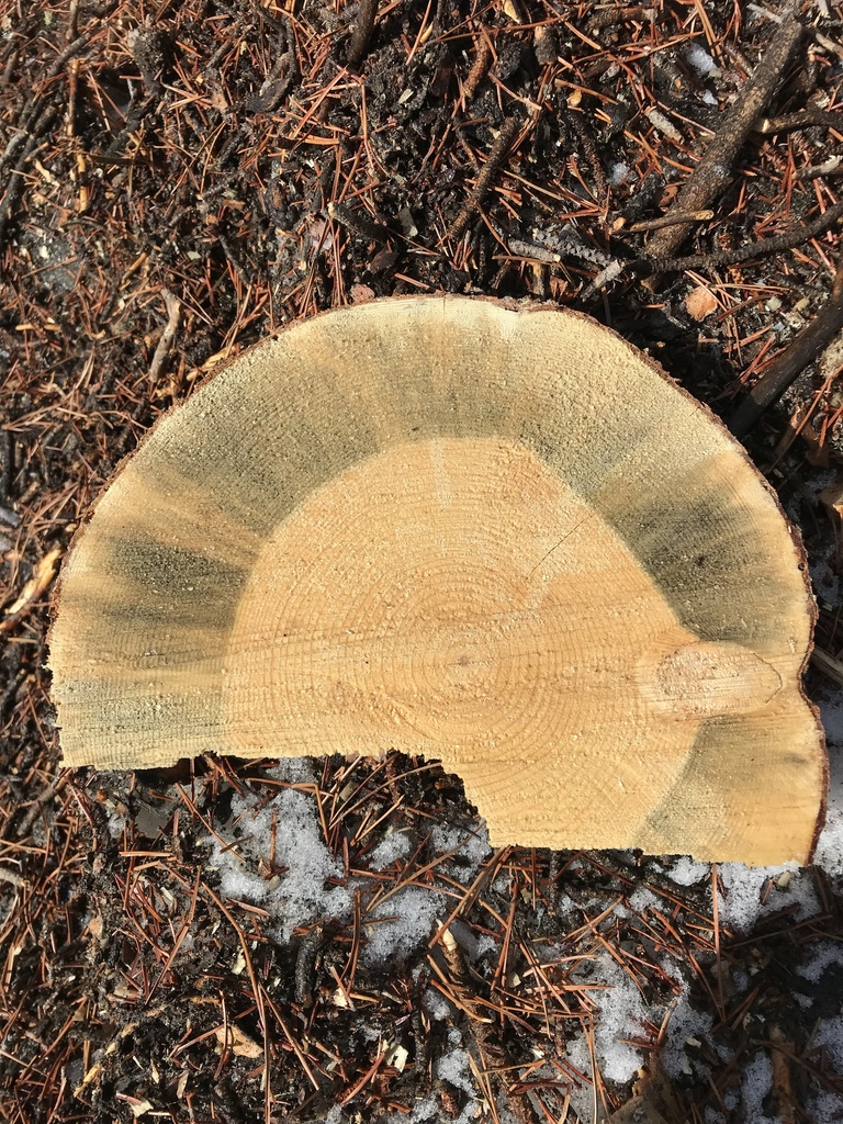 Champignon du dendroctone (Grosmannia clavigera)