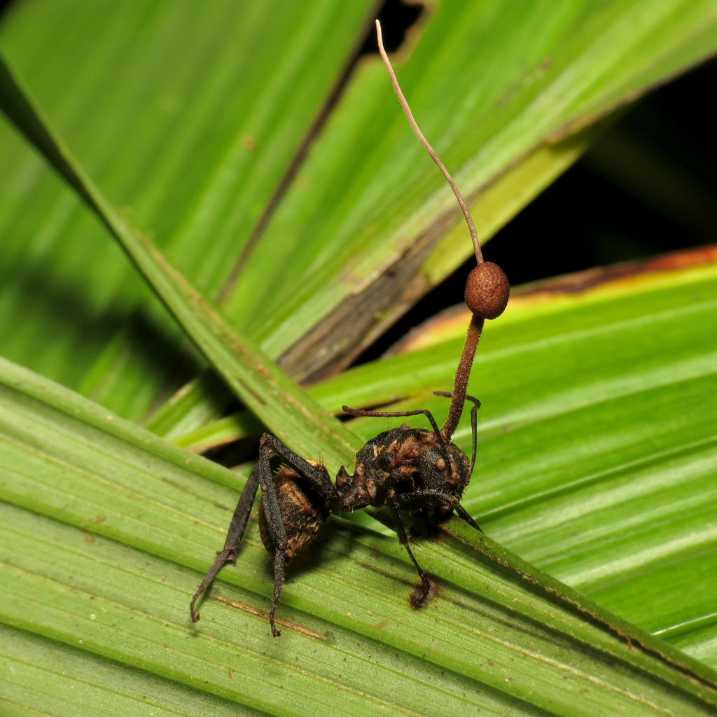 Champignon de la fourmi « zombie » (Ophiocordyceps unilateralis)