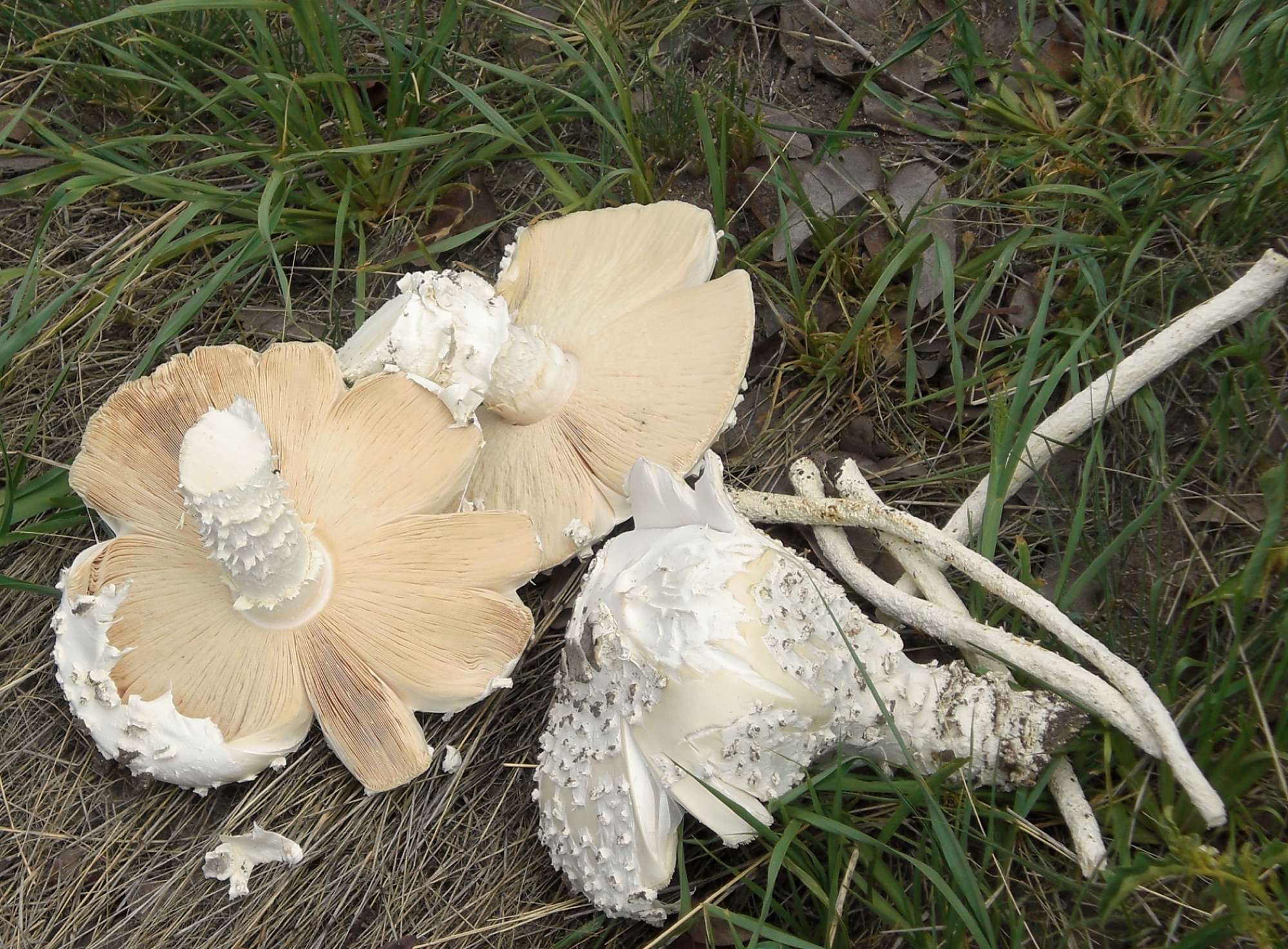 Champignons de termitière (Termitomyces)