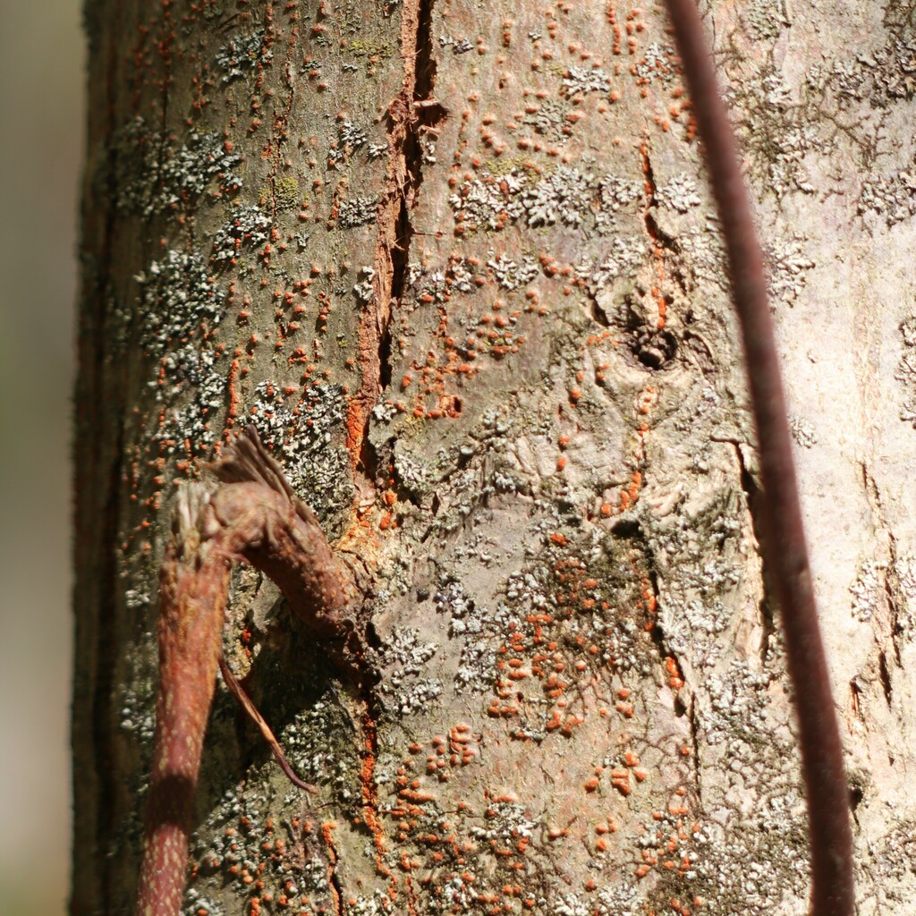 Chancre du châtaignier (Cryphonectria parasitica)