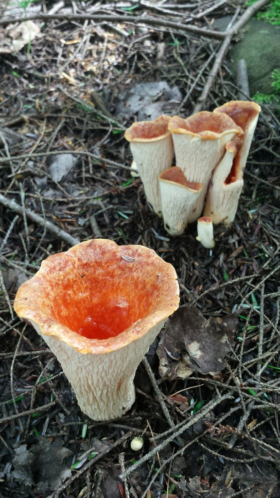 Chanterelle à flocons (Turbinellus floccosus)