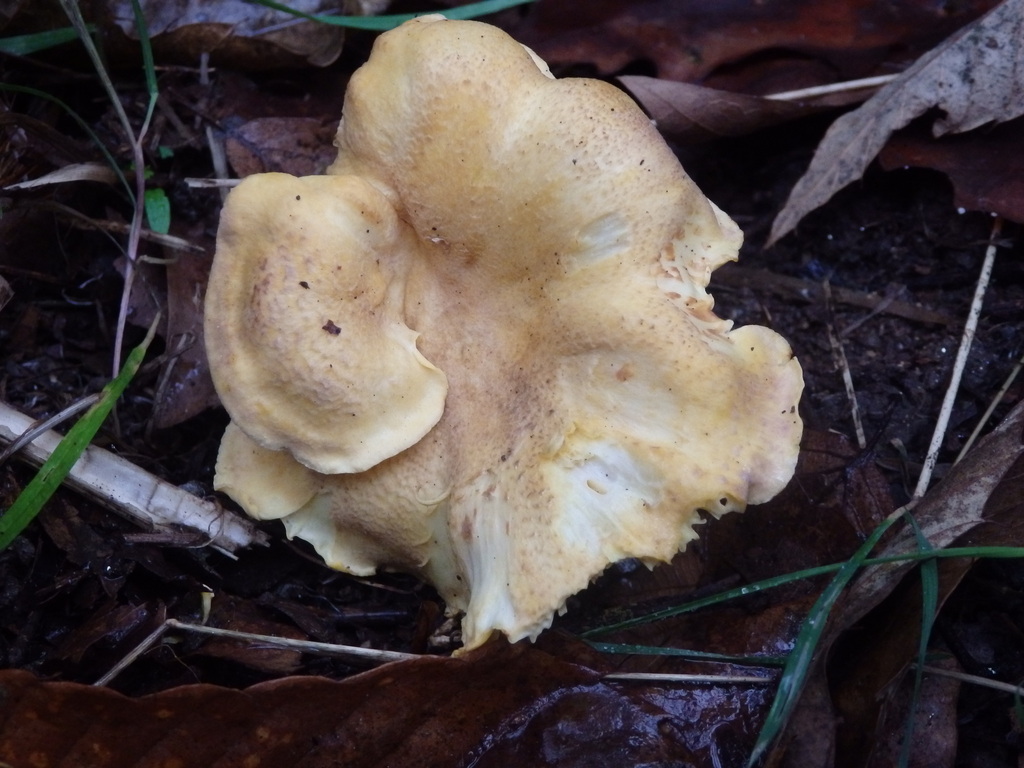 Chanterelle améthyste (Cantharellus amethysteus)
