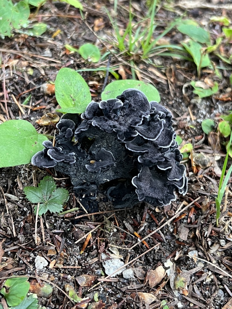 Chanterelle bleue (Polyozellus multiplex)