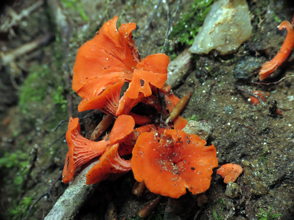 Chanterelle cinabre (Cantharellus cinnabarinus)