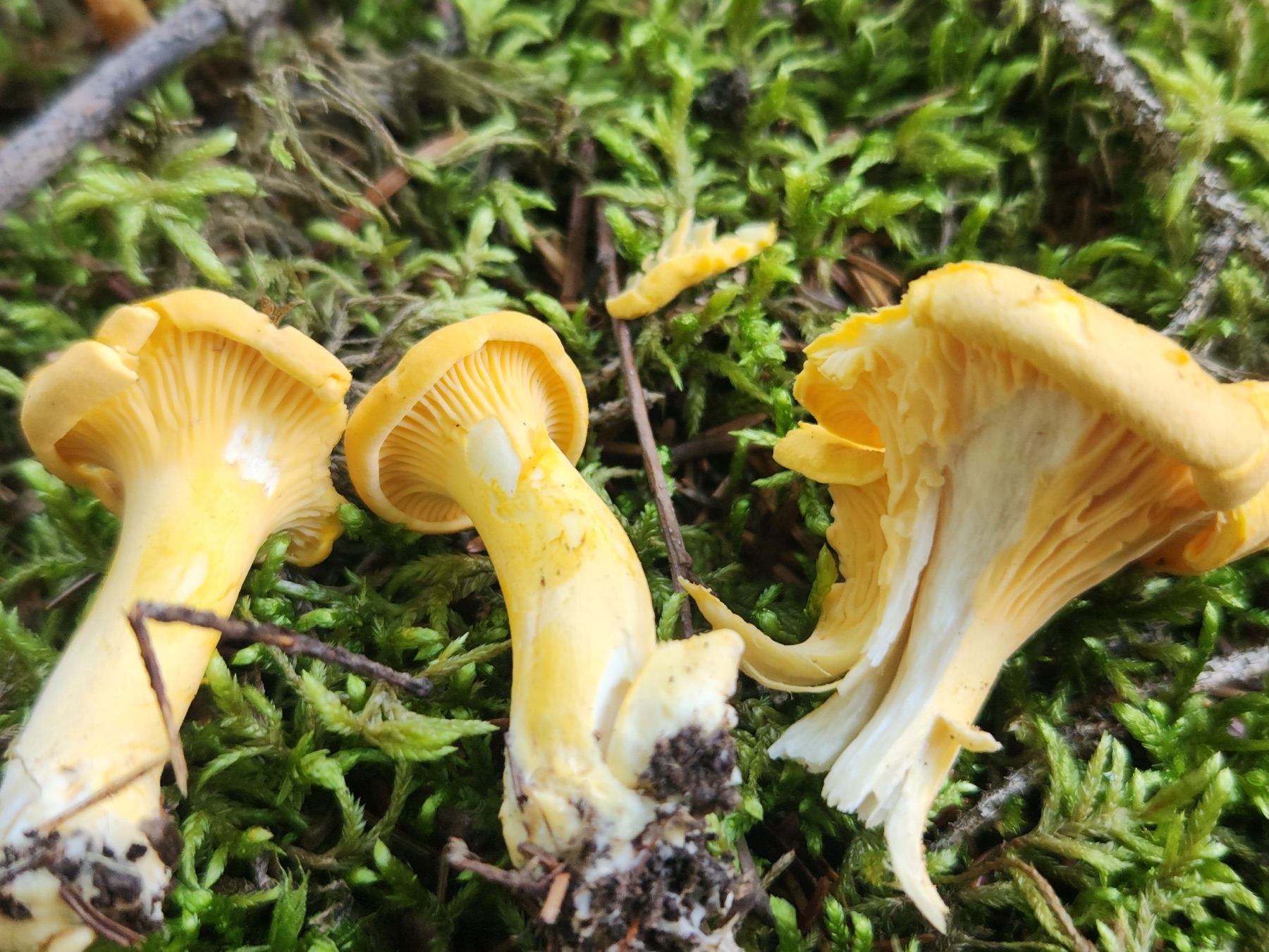 Chanterelle commune (Cantharellus enelensis)