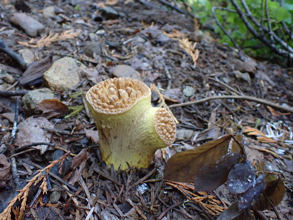 Chanterelle de Kauffman (Turbinellus kauffmanii)