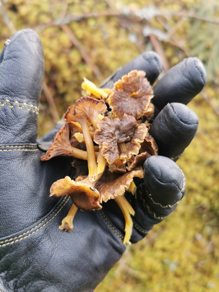Chanterelle en tube (Craterellus tubaeformis)