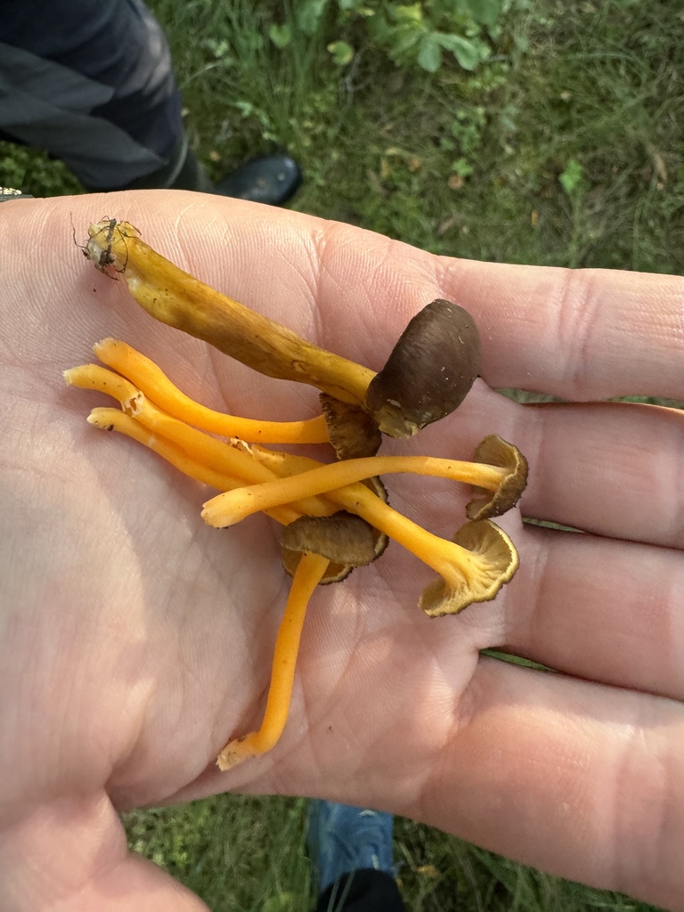 Chanterelle jaunissante (Craterellus lutescens)