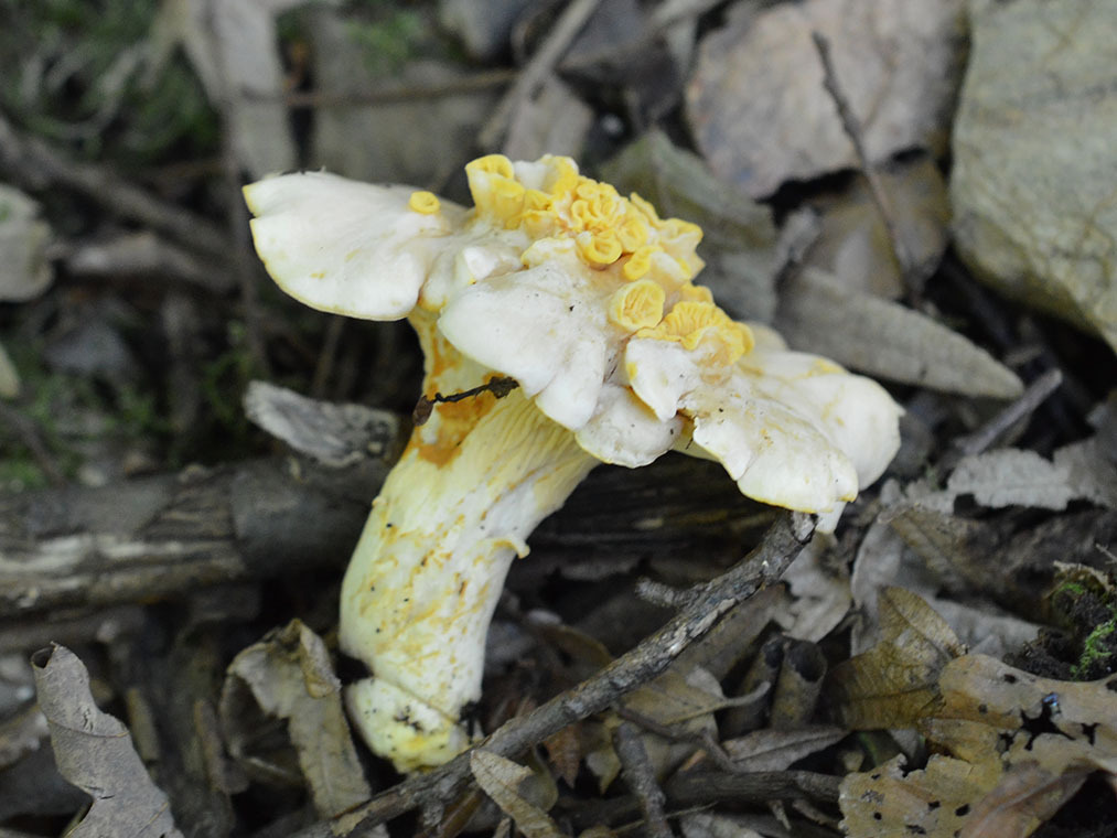 Chanterelle pâle (Cantharellus pallens)