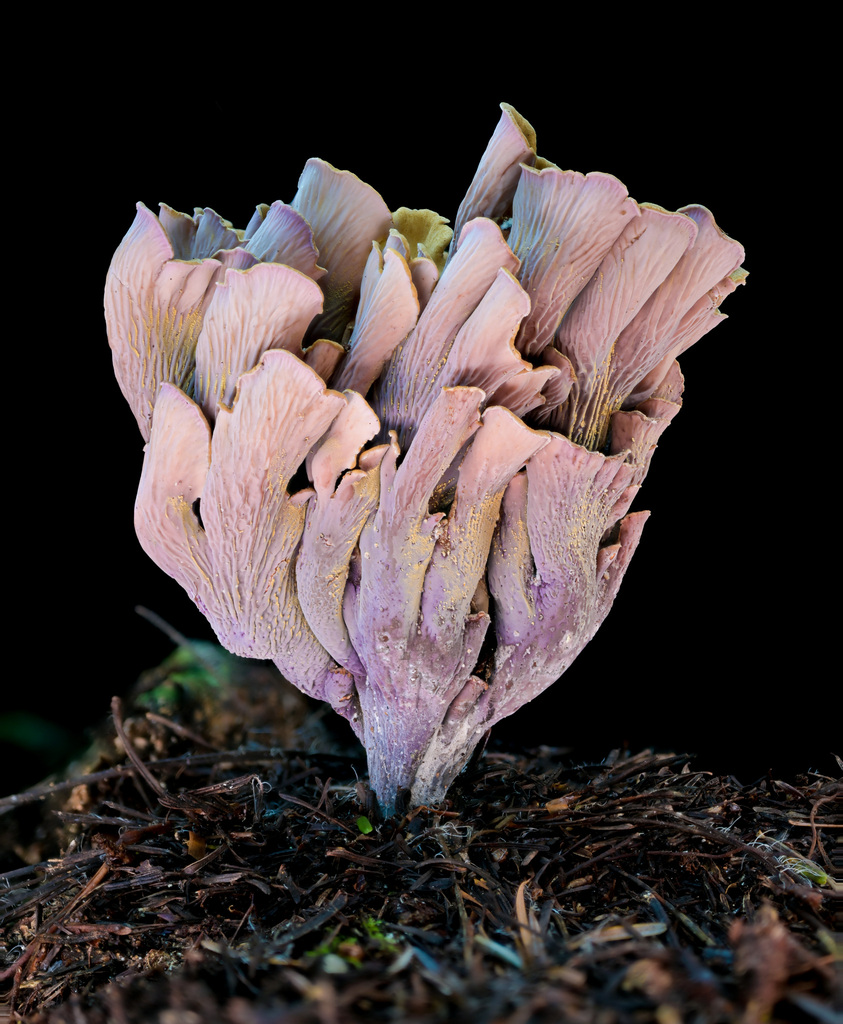 Chanterelle violette (Gomphus clavatus)
