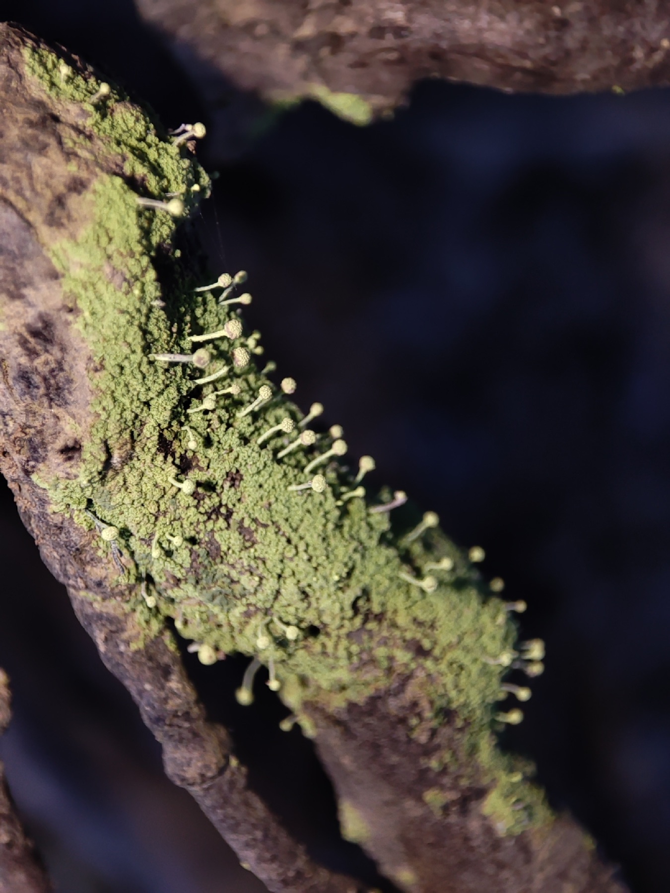 Chénothèque sulfureuse (Chaenotheca furfuracea)