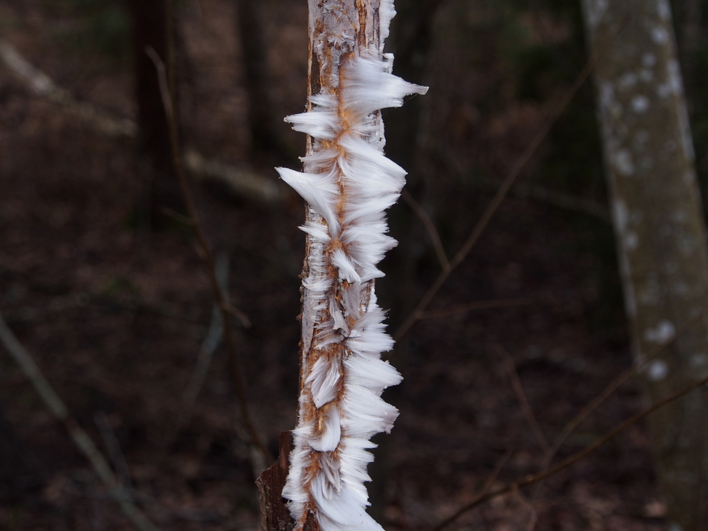 Cheveux de glace (Exidiopsis effusa)