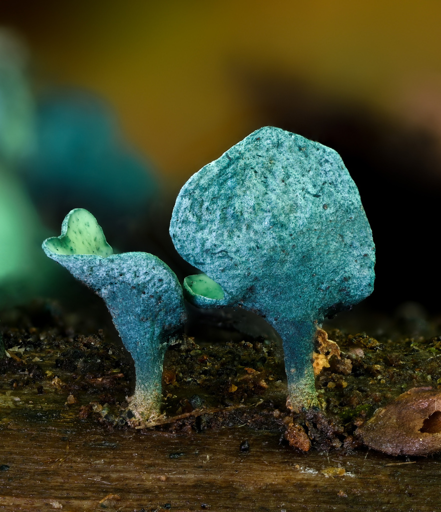 Chlorociborie bleu-vert (Chlorociboria aeruginascens)