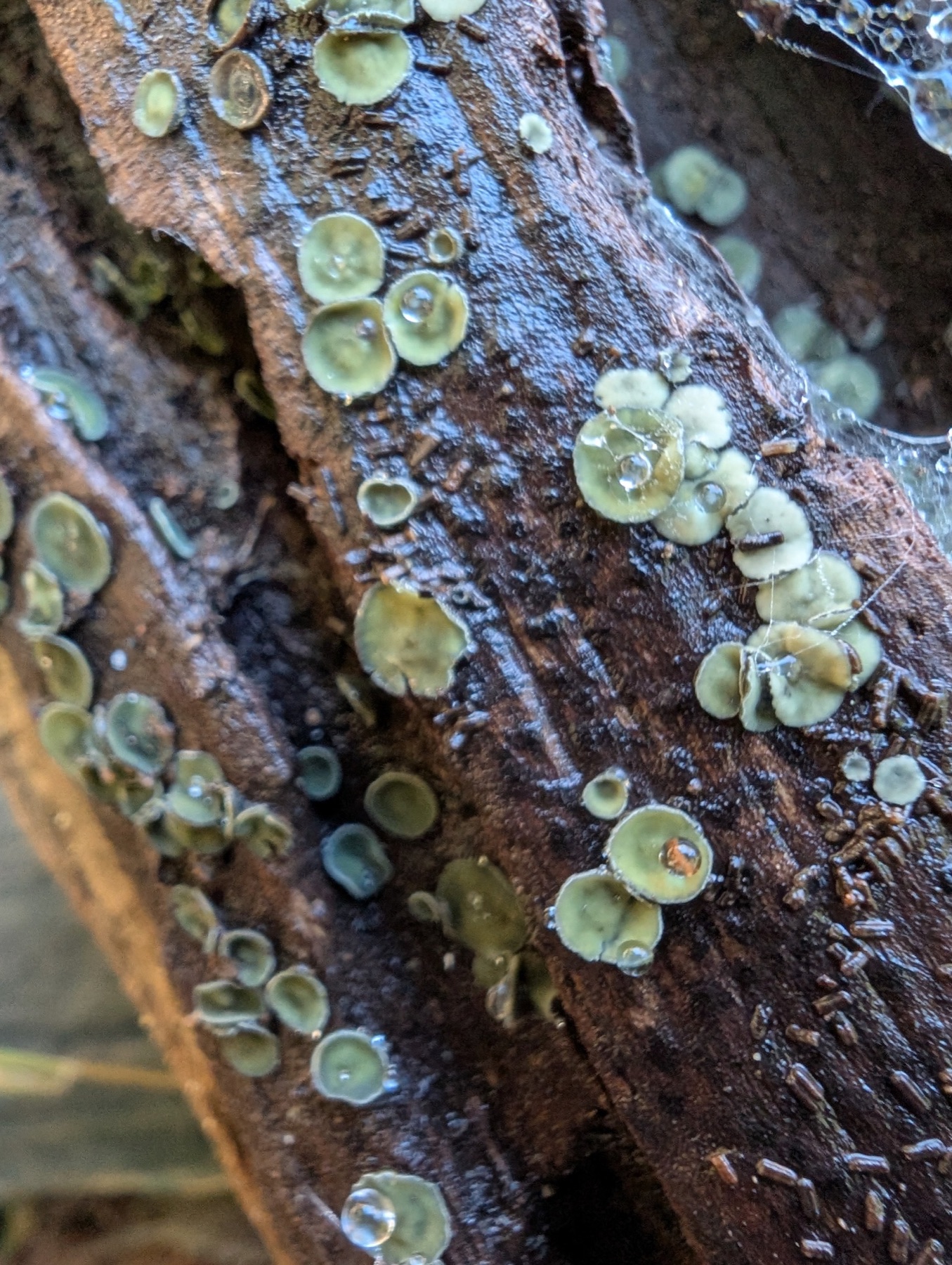 Chlorosplenium chlora (Chlorosplenium chlora)