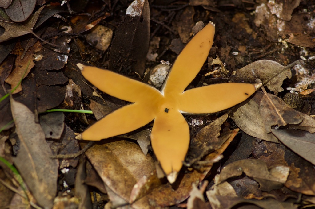 Chorioactis geaster (Chorioactis geaster)