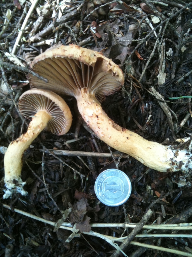 Chroogomphus tomentosus (Chroogomphus tomentosus)