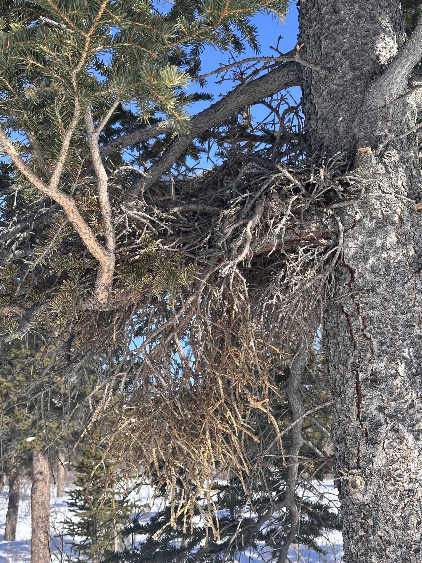 Chrysomyxa arctostaphyli (Chrysomyxa arctostaphyli)