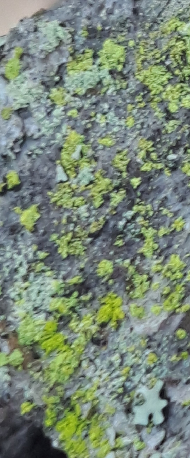 Chrysothrix xanthina (Chrysothrix xanthina)