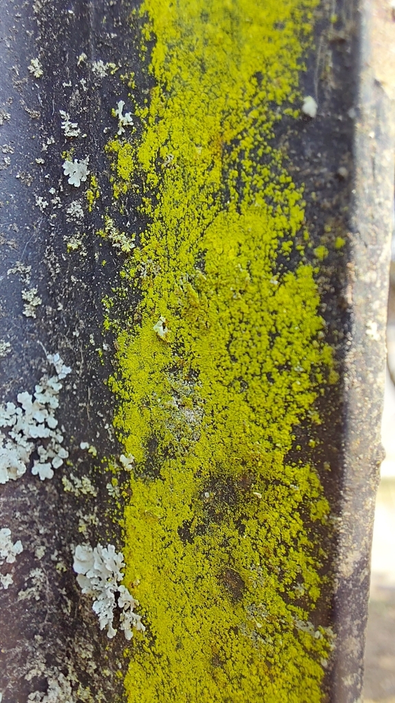 Chrysotriche dorée (Chrysothrix candelaris)