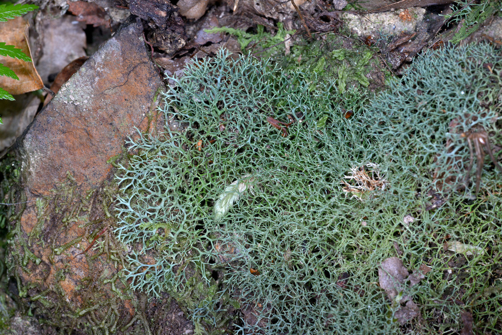 Cladia aggregata (Cladia aggregata)
