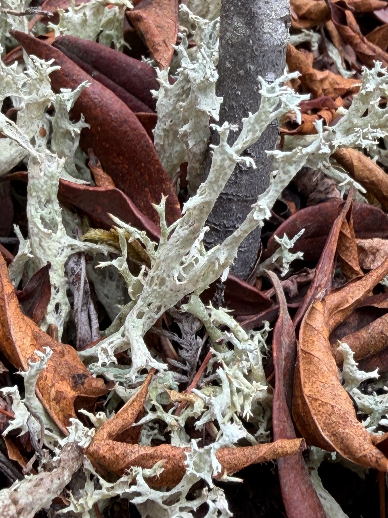 Cladonia boryi (Cladonia boryi)