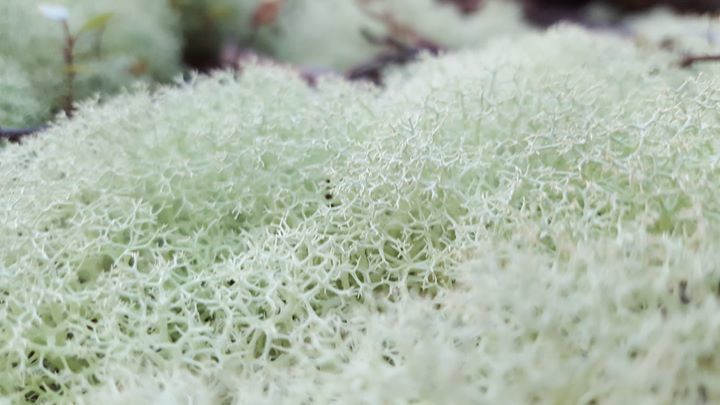 Cladonia confusa (Cladonia confusa)