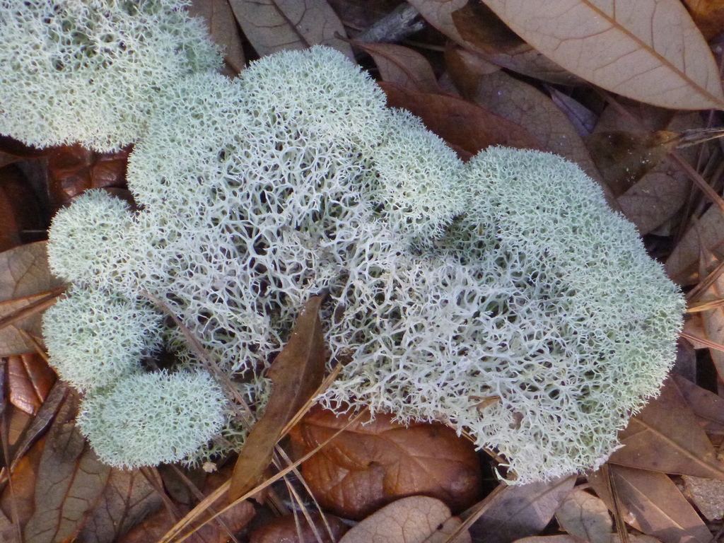 Cladonia evansii (Cladonia evansii)