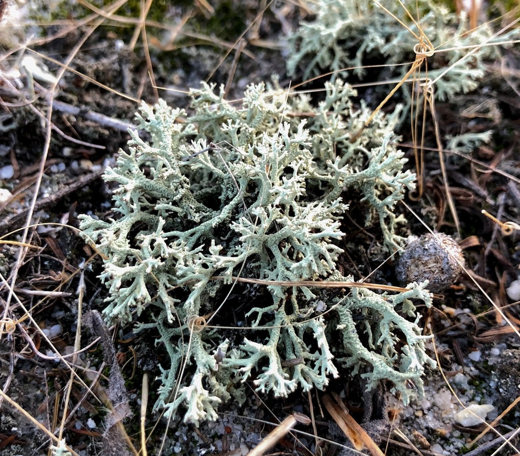 Cladonia leporina (Cladonia leporina)