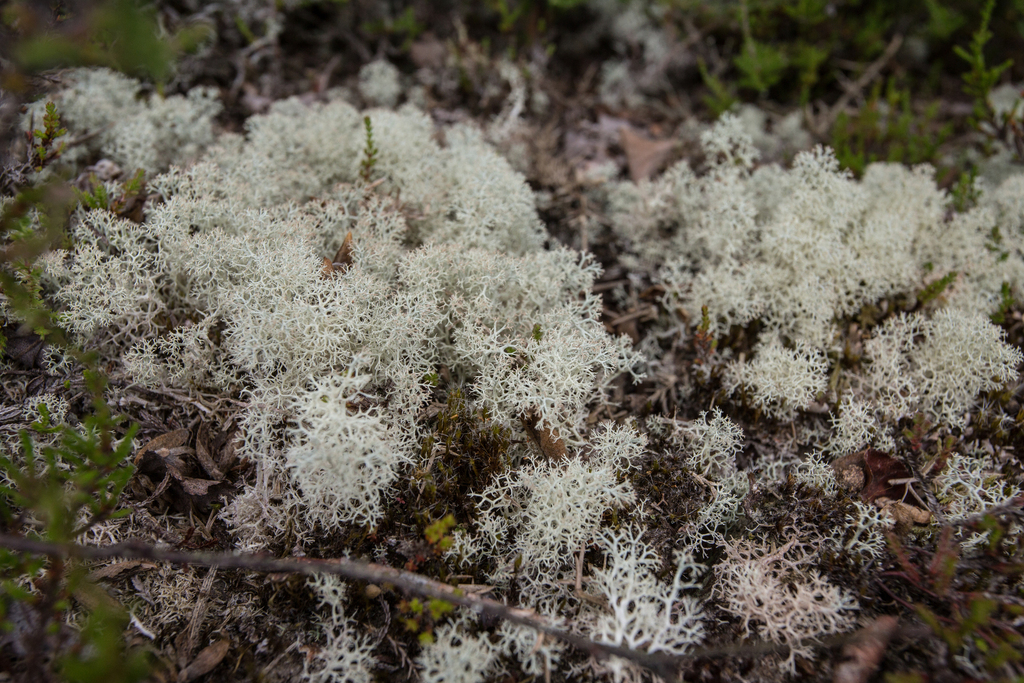 Cladonia portentosa (Cladonia portentosa)