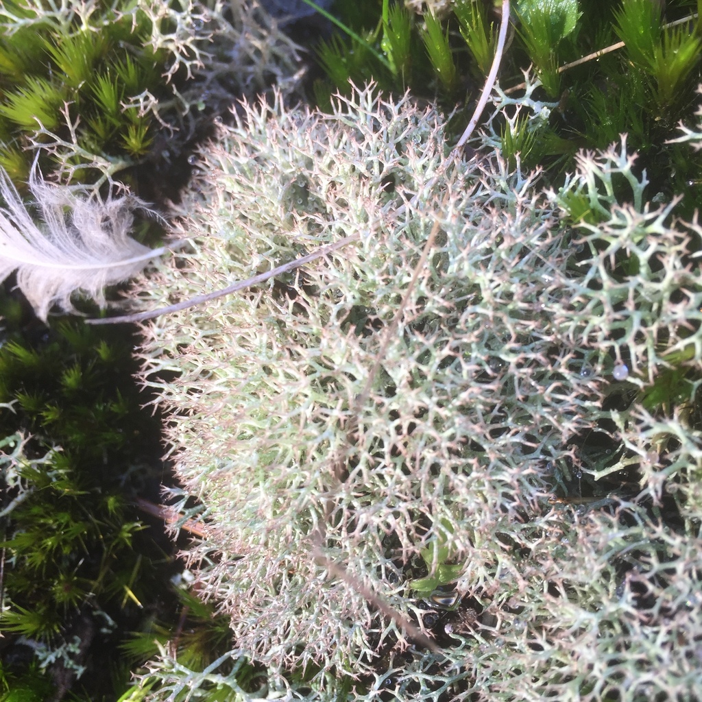 Cladonia rangiformis (Cladonia rangiformis)