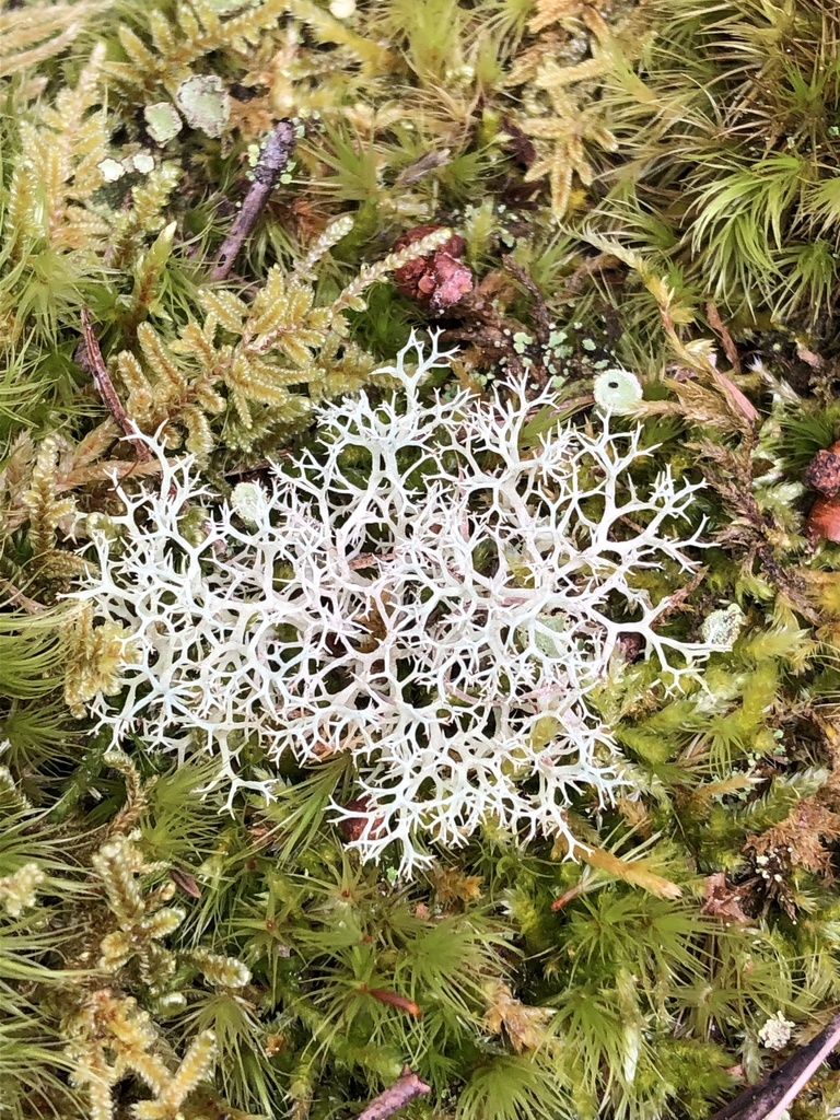 Cladonia subtenuis (Cladonia subtenuis)