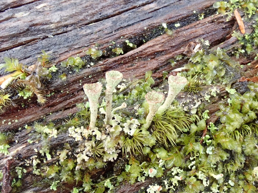 Cladonie à pyxides (Cladonia pyxidata)