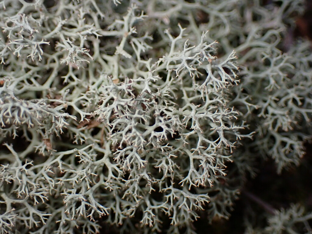 Cladonie arbuscule (Cladonia arbuscula)