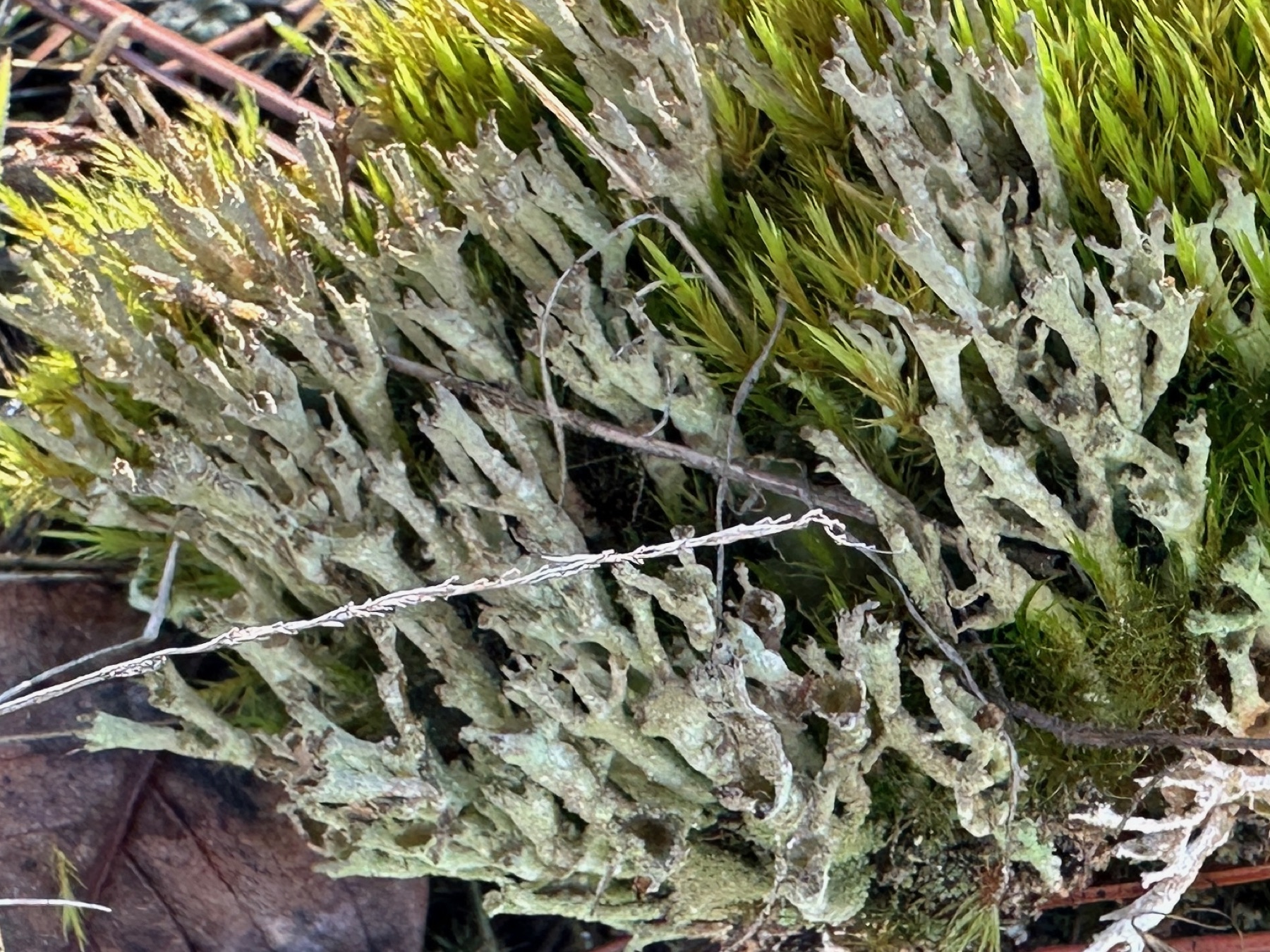 Cladonie cénote (Cladonia cenotea)