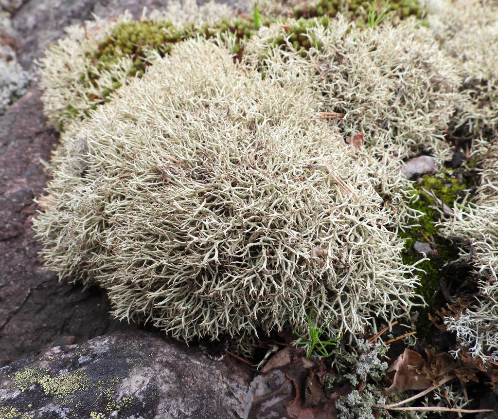 Cladonie d'un pouce (Cladonia uncialis)