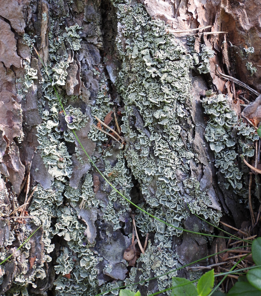 Cladonie digitée (Cladonia digitata)