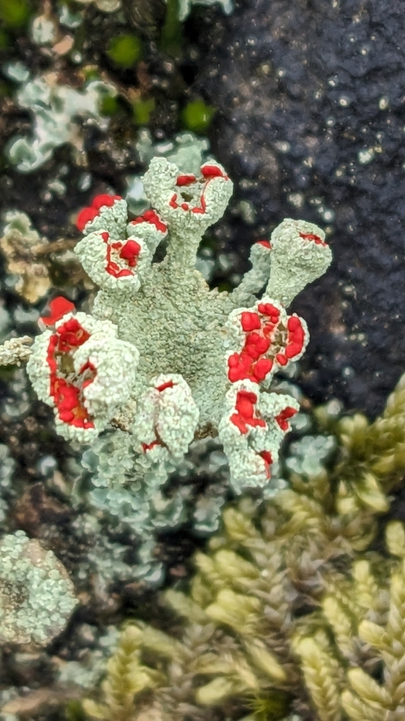 Cladonie écarlate (Cladonia coccifera)