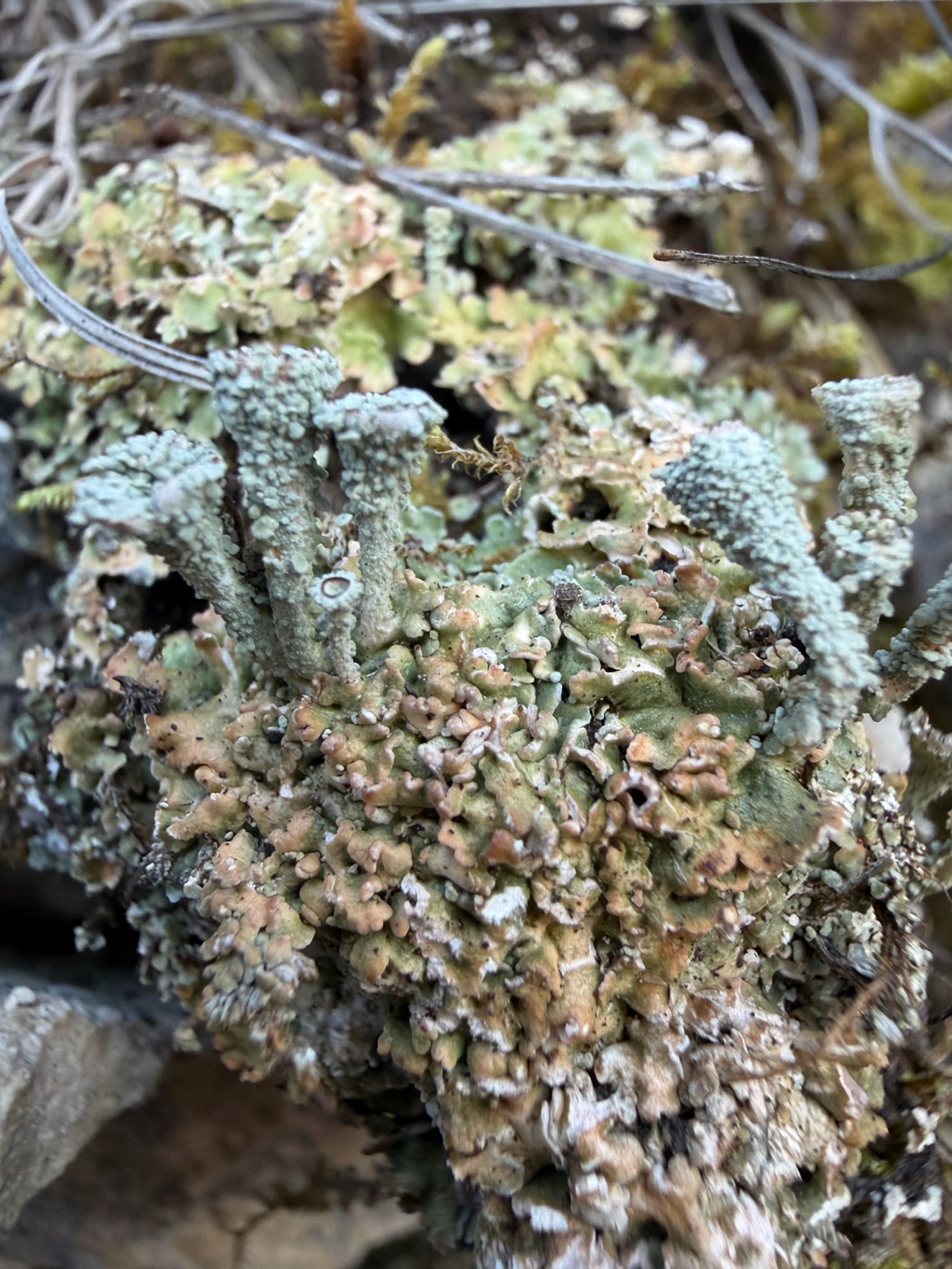 Cladonie en rosette (Cladonia pocillum)