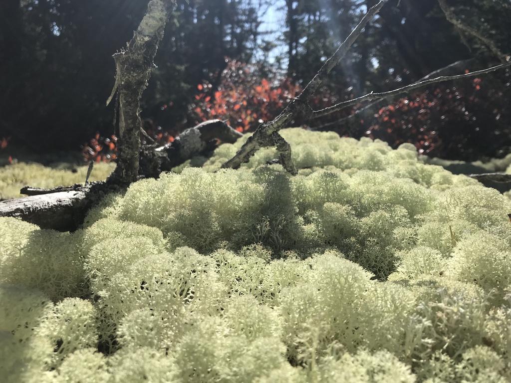 Cladonie étoilée (Cladonia stellaris)