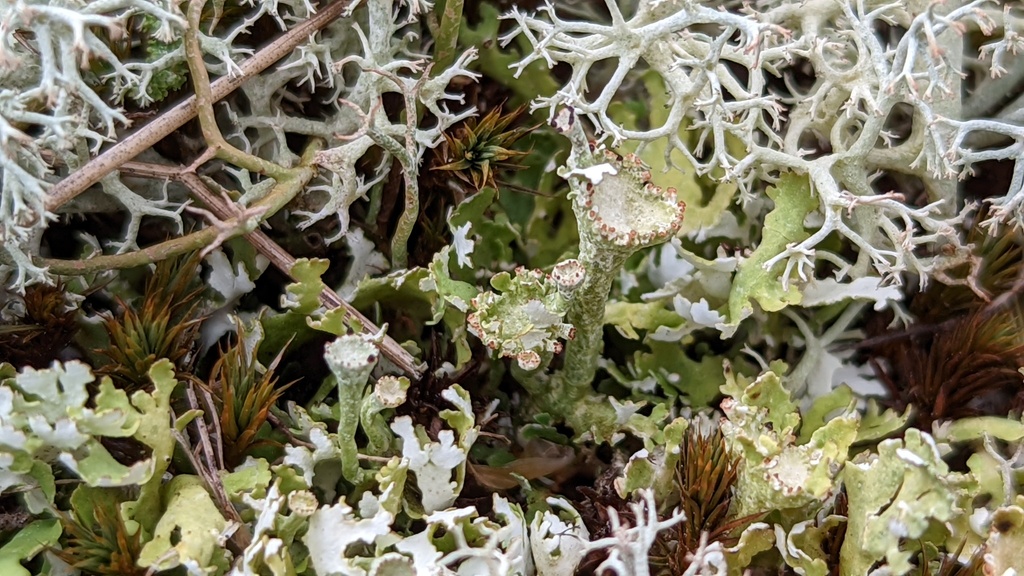 Cladonie foliacée (Cladonia foliacea)