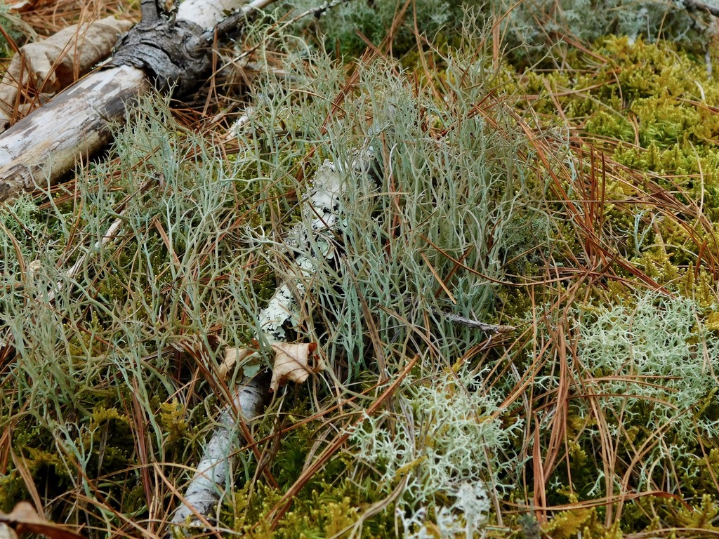Cladonie fourchue (Cladonia furcata)