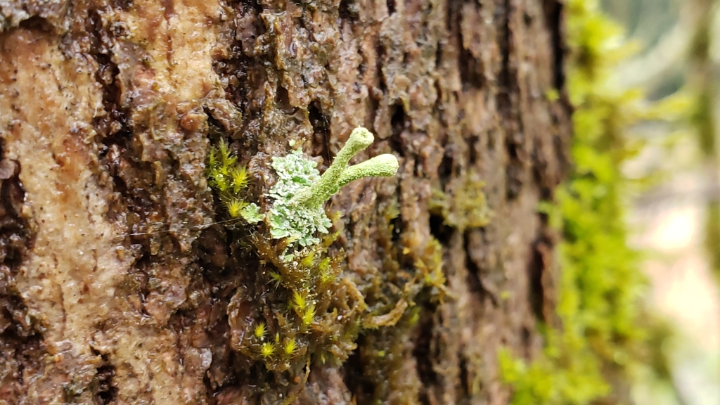 Cladonie frangée (Cladonia fimbriata)